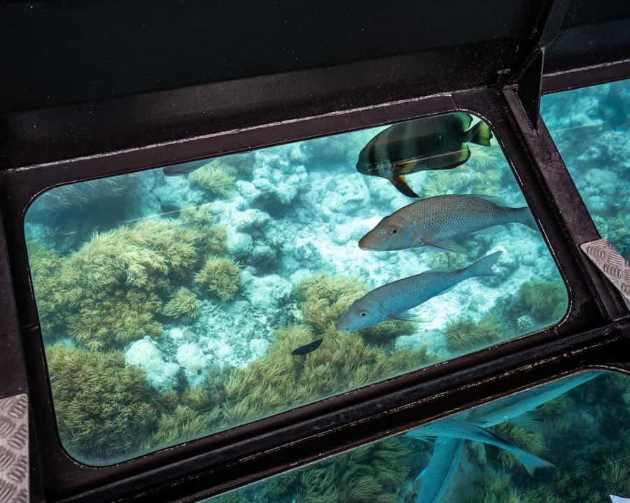 From Cairns: Half-Day Afternoon Cruise to Green Island - Getting the Most From a Tight 4-Hour Schedule
