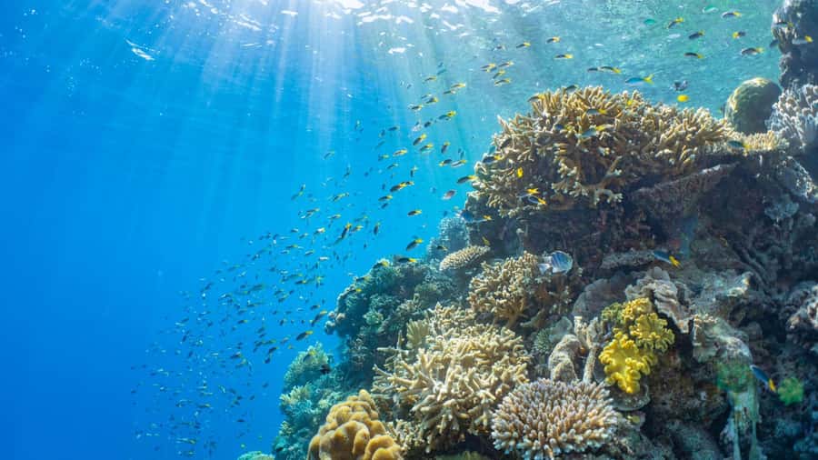 From Cairns: Outer Reef Pontoon, Island & Helicopter Tour - Waterslide and Enclosed Ocean Pool: The Moore Reef Fun Factor