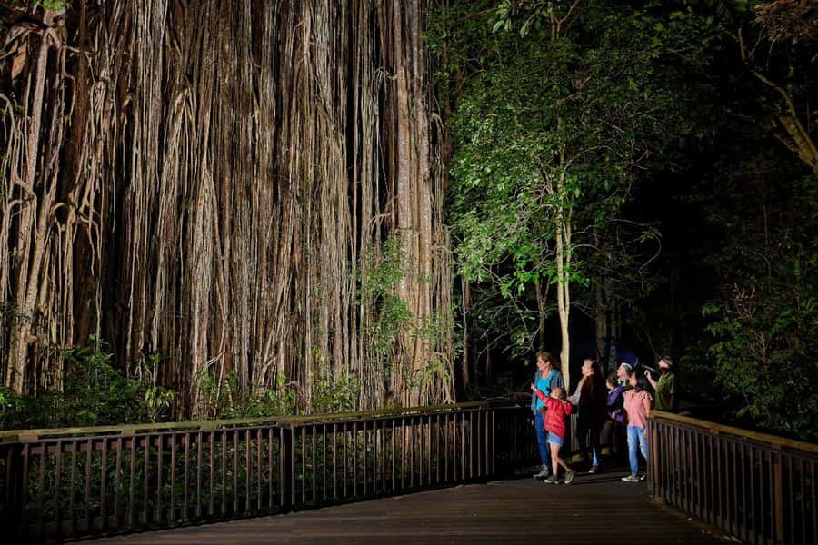 From Cairns: Rainforest & Nocturnal Wildlife Tour - Key things that make this tour worth your time