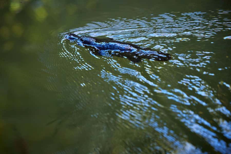 From Cairns: Rainforest & Nocturnal Wildlife Tour - Rainforest after dark: how this tour actually feels