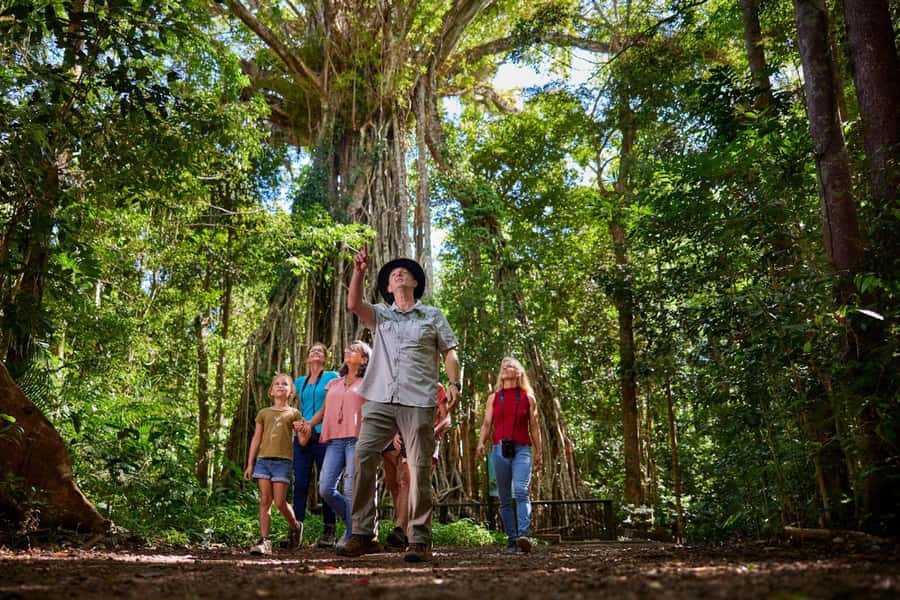 From Cairns: Rainforest & Nocturnal Wildlife Tour - Lake Barrine tea and the rainforest walk that sets you up for night
