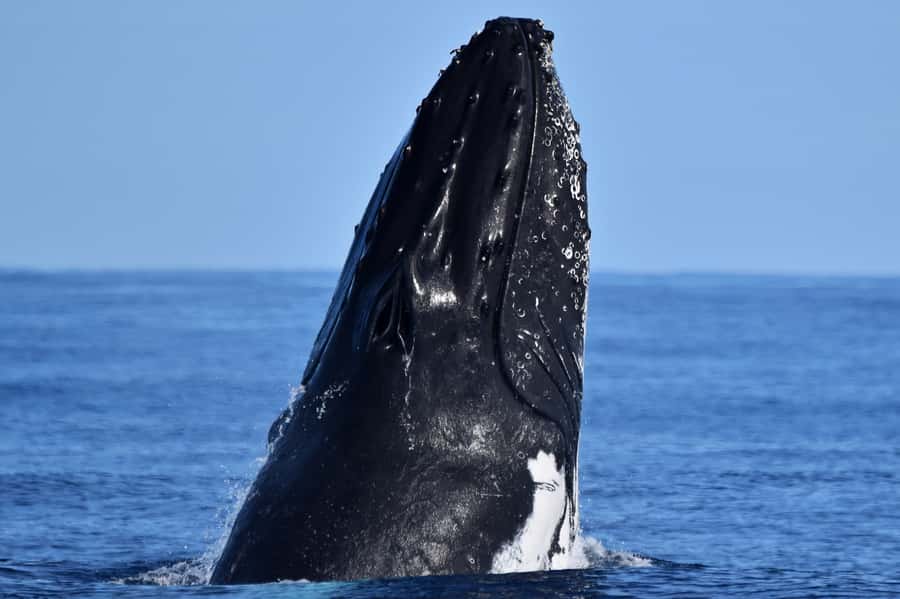 From Fremantle: 2-Hour Luxury Whale-Watching Cruise - Key things you’ll notice right away