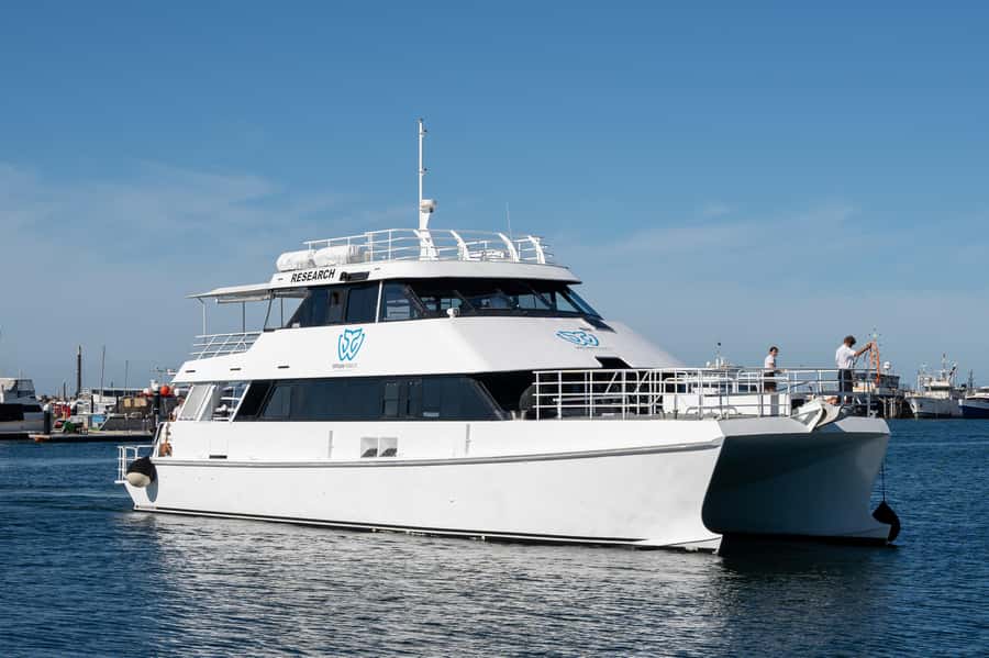 From Fremantle: 2-Hour Luxury Whale-Watching Cruise - How the boat hunts whales without turning it into chaos