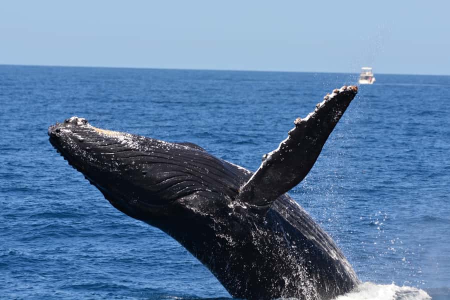 From Fremantle: 2-Hour Luxury Whale-Watching Cruise - Comfort and motion sickness: the one thing to take seriously
