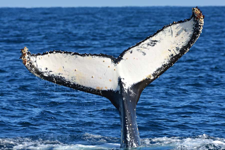 From Fremantle: 2-Hour Luxury Whale-Watching Cruise - Price and value: why $67 can feel like a bargain
