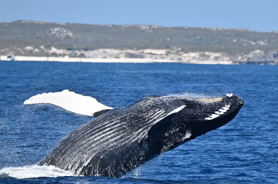 From Fremantle: 2-Hour Luxury Whale-Watching Cruise - The Steep Point experience: warm, spacious, and built for spotting
