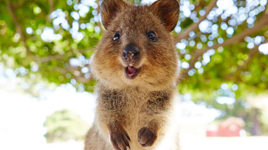 From Fremantle: Rottnest Island Ferry & Bus Day Tour - Who should book this Rottnest ferry and bus day tour?