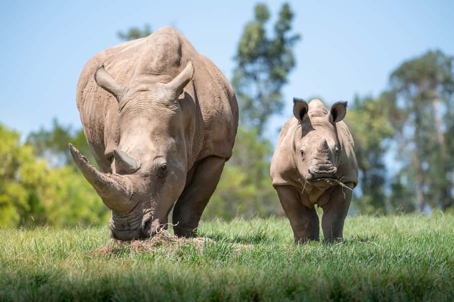 From Gold Coast : Australia Zoo Transfer and Entry Ticket - Your Australia Zoo ticket: what you can do in those six hours