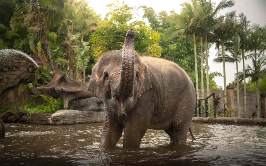 From Gold Coast : Australia Zoo Transfer and Entry Ticket - The driver part: why the transfer can feel more useful than you expect