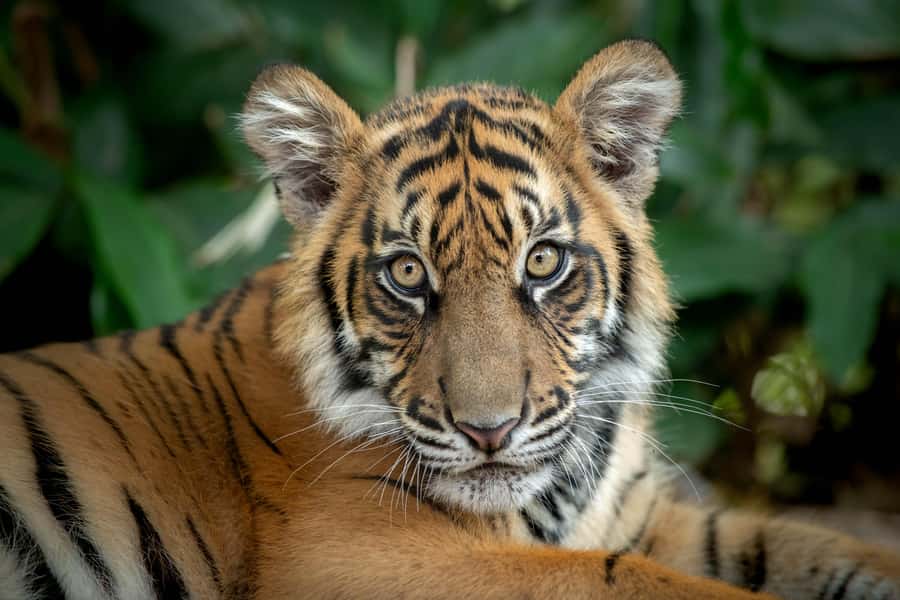 From Gold Coast : Australia Zoo Transfer and Entry Ticket - FAQ