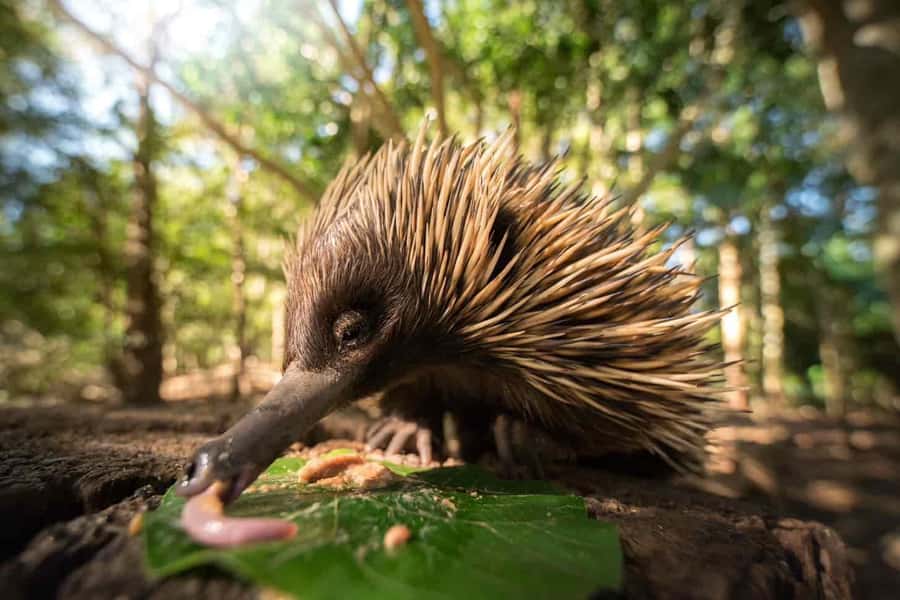 From Gold Coast : Australia Zoo Transfer and Entry Ticket - Wildlife Warriors at 1:00pm: the show timing you should plan around