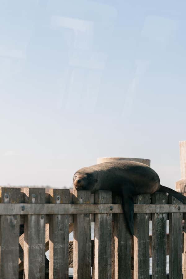 From Goolwa: Half-Day Coorong Experience - Setting Off From Goolwa’s Main Wharf