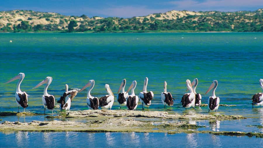 From Goolwa: Half-Day Coorong Experience - Food on Board: Lunch and Afternoon Tea Without the Fuss