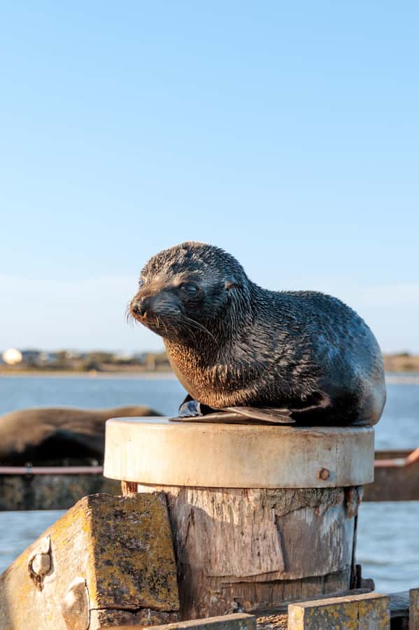 From Goolwa: Murray Mouth Cruise - Key things to know before you go