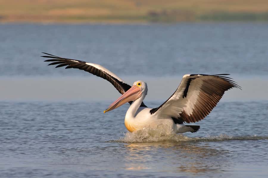 From Goolwa: Murray Mouth Cruise - Coorong waterways: birdlife plus the last stretch of the Murray