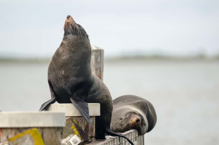 From Goolwa: Murray Mouth Cruise - Murray Mouth and the Southern Ocean edge: a change in feel