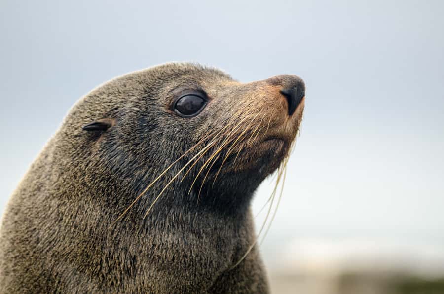 From Goolwa: Murray Mouth Cruise - FAQ