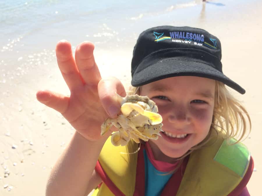 From Hervey Bay: Half-Day K'gari Fraser Island Beach Cruise - Wildlife watch on the cruise across the Great Sandy Straits