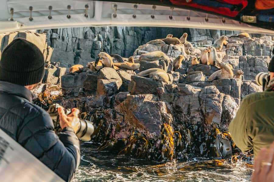 From Hobart/Adventure Bay: Bruny Island Wilderness Cruise - The custom yellow boats: views, speed, and staying comfortable