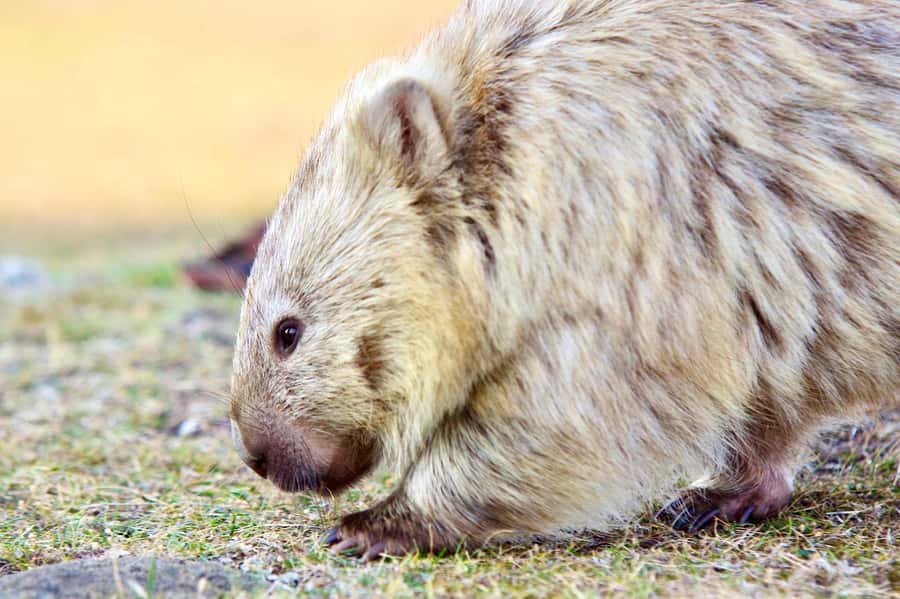 From Hobart: Day Tour to Maria Island with Bus Connection - Key reasons this trip earns the high scores