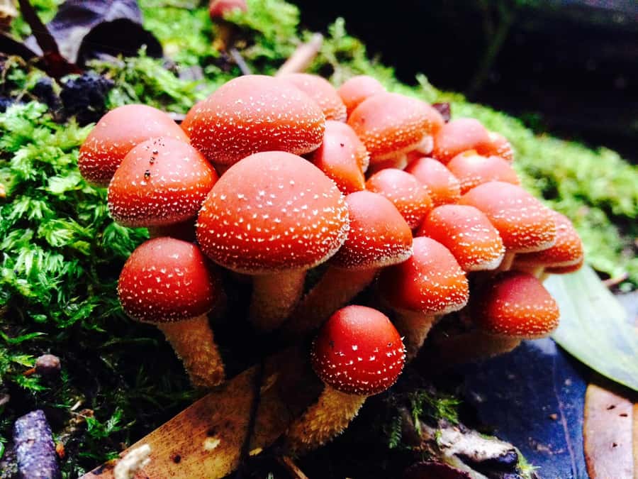 From Hobart: Mt. Field, Mt. Wellington and Wildlife Day Tour - Key highlights you’ll remember