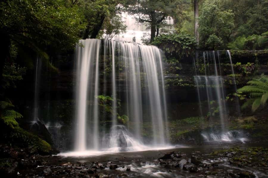 From Hobart: Mt. Field, Mt. Wellington and Wildlife Day Tour - One-day Tasmania in a single circuit from Hobart