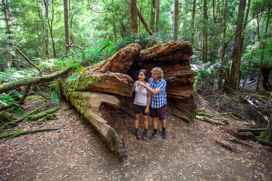 From Hobart: Mt. Field, Mt. Wellington and Wildlife Day Tour - Russell Falls and fern glades: why the walk feels different each day