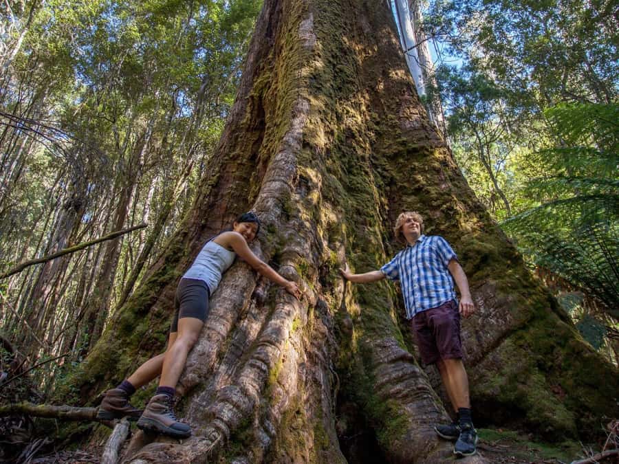 From Hobart: Mt. Field, Mt. Wellington and Wildlife Day Tour - Best for: who this tour suits (and who should think twice)