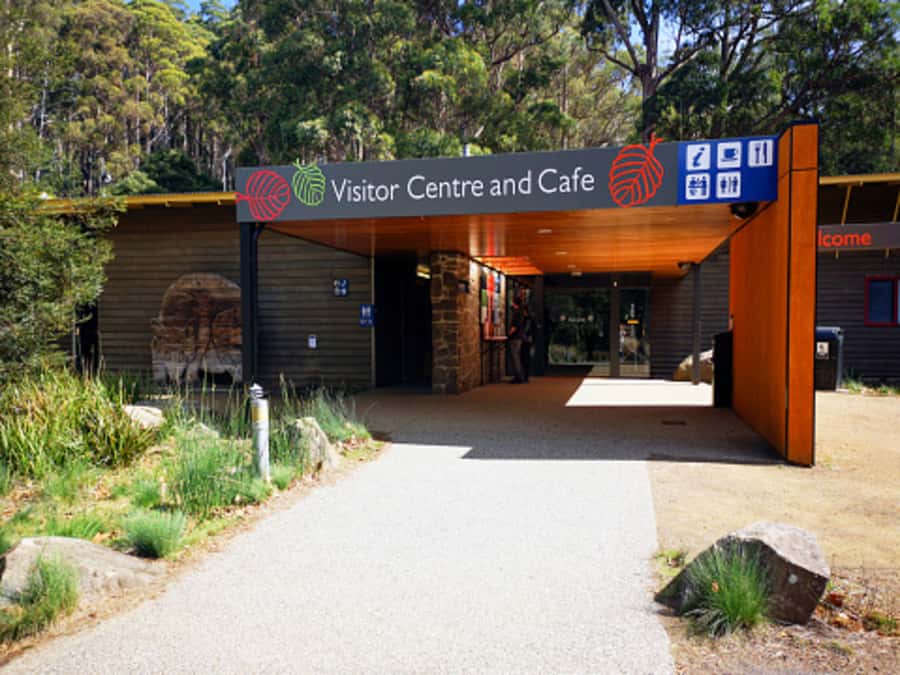 From Hobart: Mt. Field National Park and Russell Falls - Salmon Ponds trout feeding and morning tea: more than a cute photo stop