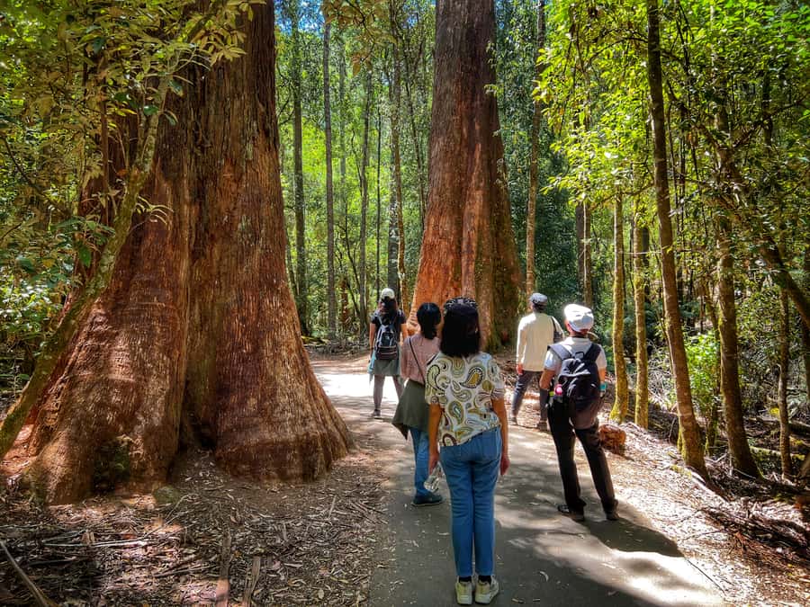 From Hobart: Mt. Field National Park and Russell Falls - Who this Mt Field day trip suits best