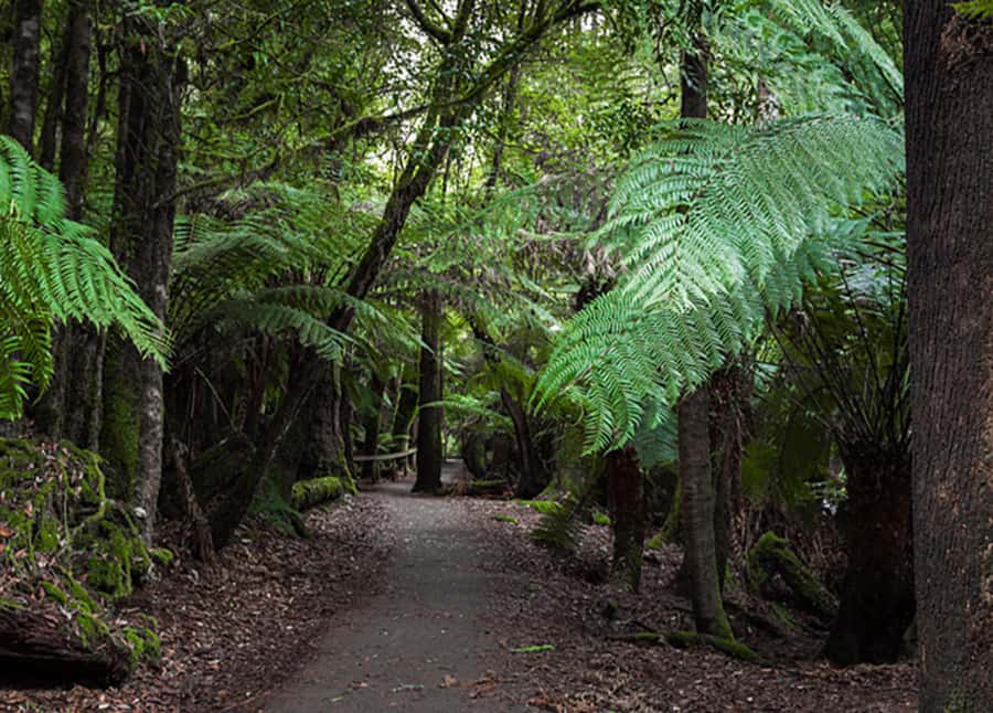 From Hobart: Mt. Field National Park and Russell Falls - FAQ