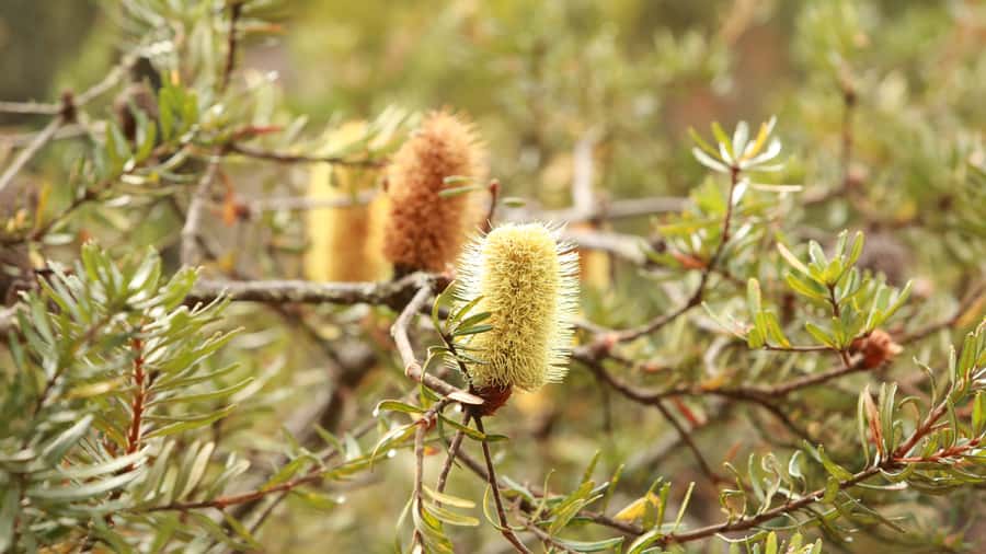 From Hobart: Mt Wellington Morning Walking Tour - Snow Gum, Wildflowers, and David’s Botany and Geology Stories