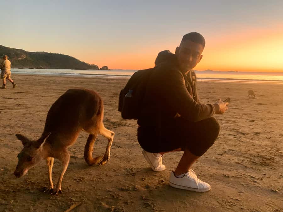 From Mackay: Wallabies on the Beach Sunrise Trip - Key things to know before you go
