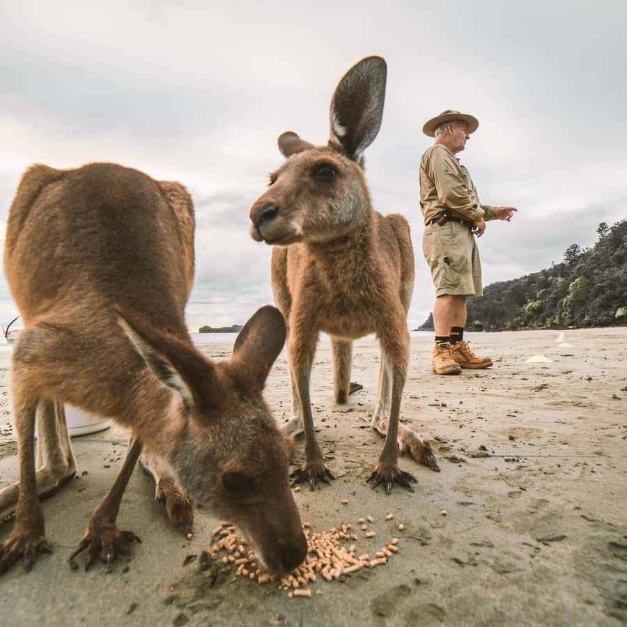 From Mackay: Wallabies on the Beach Sunrise Trip - Price and value: $91 for a sunrise animal morning
