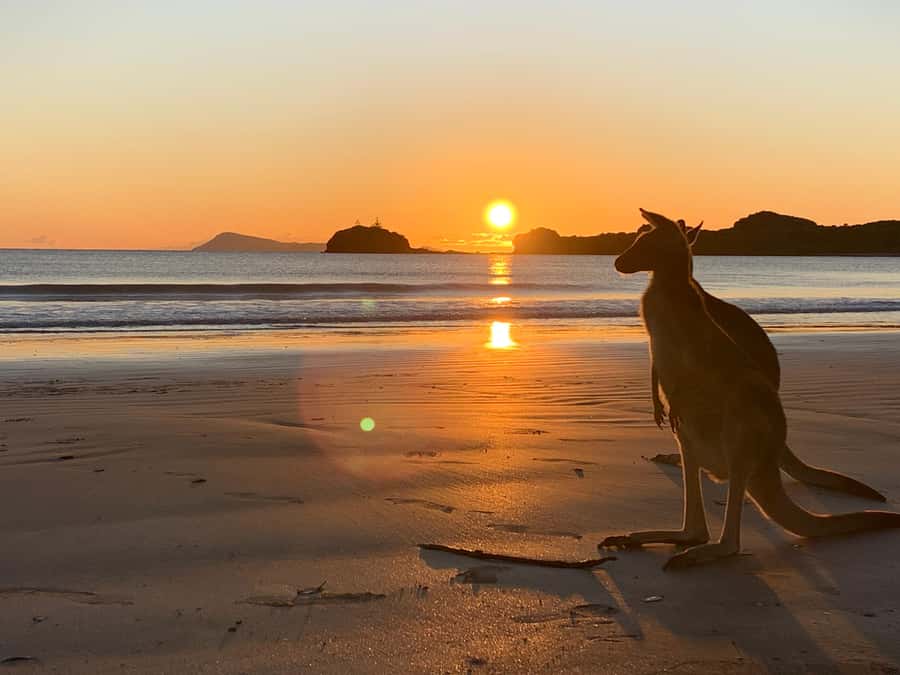 From Mackay: Wallabies on the Beach Sunrise Trip - Cape Hillsborough at sunrise: why this morning works