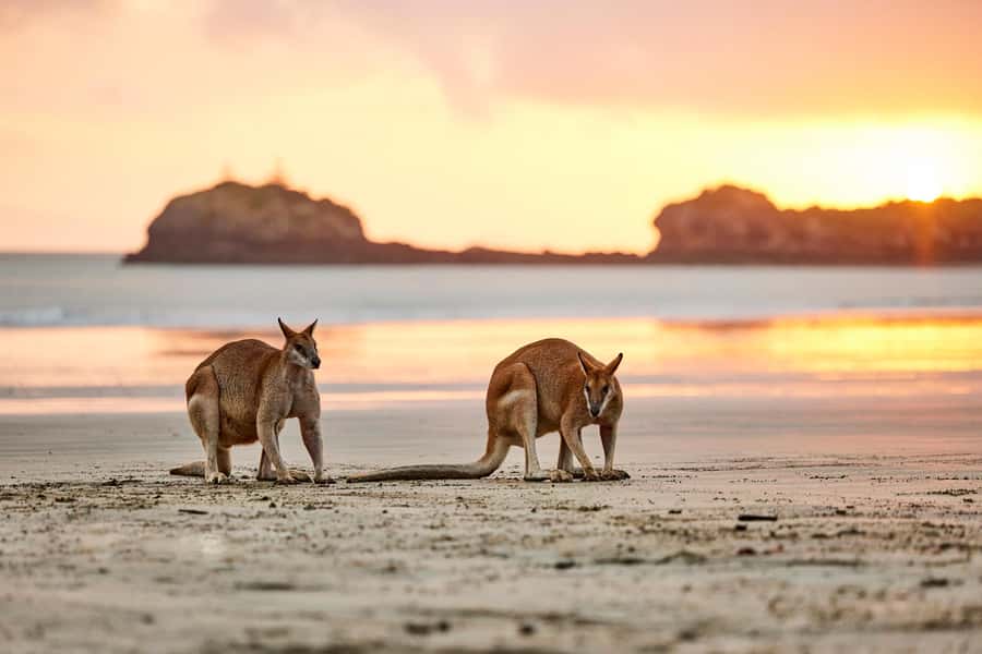 From Mackay: Wallabies on the Beach Sunrise Trip - The guides and what they add to the vibe