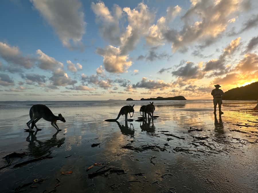 From Mackay: Wallabies on the Beach Sunrise Trip - The drive from Mackay and the small-group comfort factor