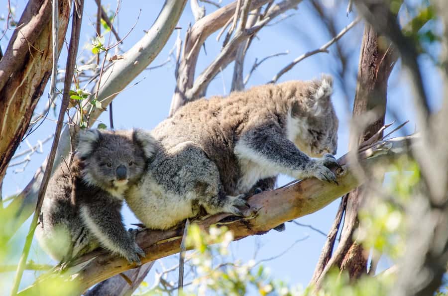 From Melbourne: 2-Day Great Ocean Road & Grampians Escape - Otways rainforest walking: nature time that isn’t just standing still
