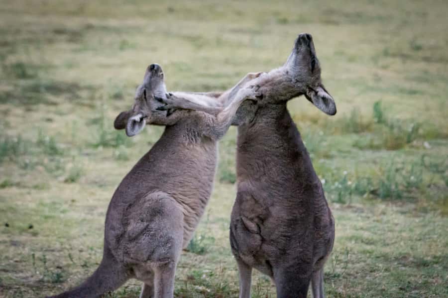 From Melbourne: 2-Day Great Ocean Road & Grampians Escape - Panoramic stops across Borkoa, the Balconies, and Victoria Valley