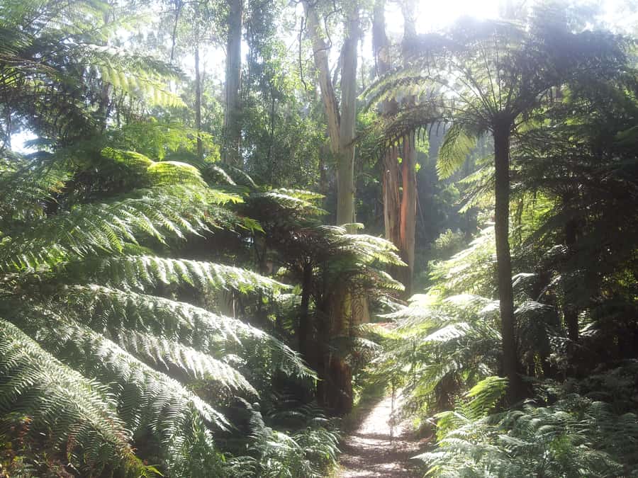 From Melbourne: Dandenong Ranges Private Day Tour - Key highlights I’d circle before booking