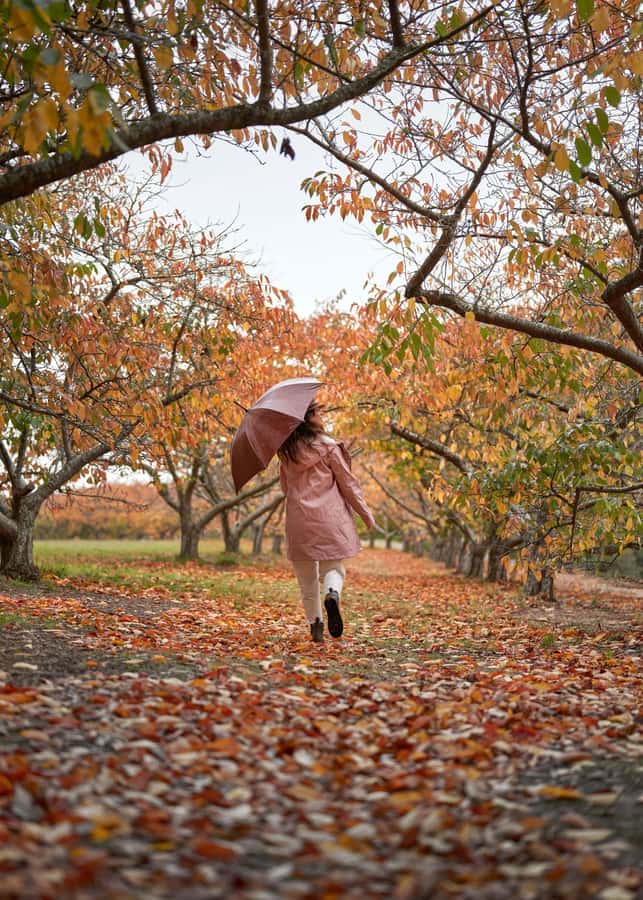 From Melbourne: Dandenong Ranges Private Day Tour - What to pack (and what to avoid) for a forest-and-gardens day