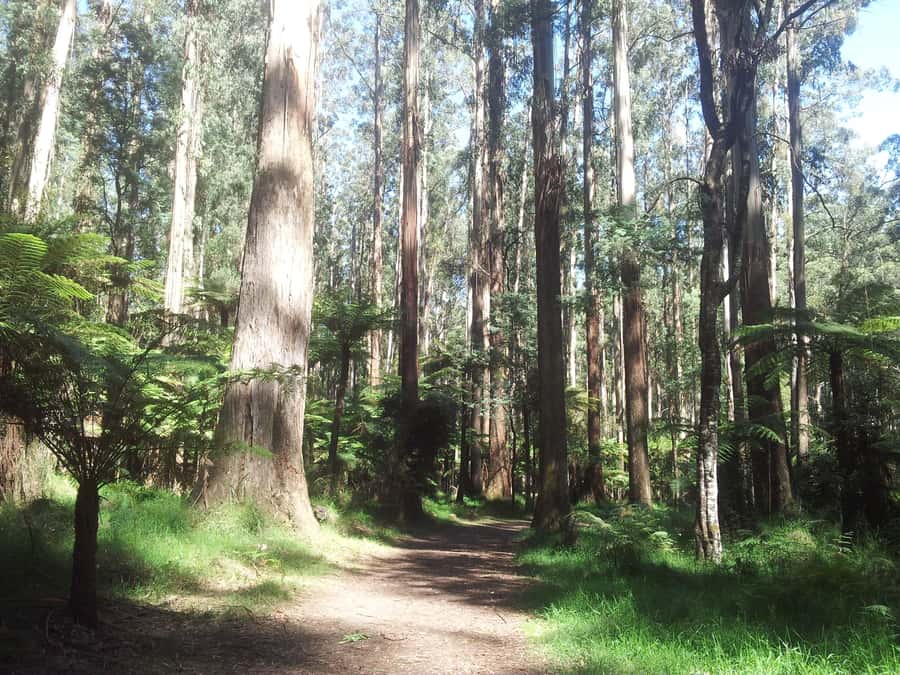 From Melbourne: Dandenong Ranges Private Day Tour - Entering the Dandenong Ranges: close enough for day-trip sanity