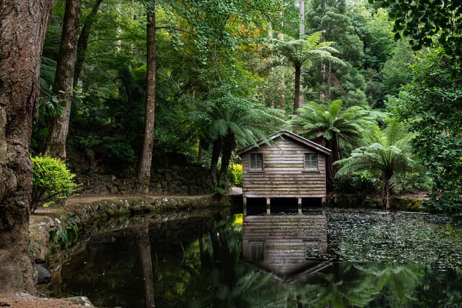 From Melbourne: Dandenong Ranges Private Day Tour - The eucalyptus-and-fern forest walk: easy steps, ancient vibe