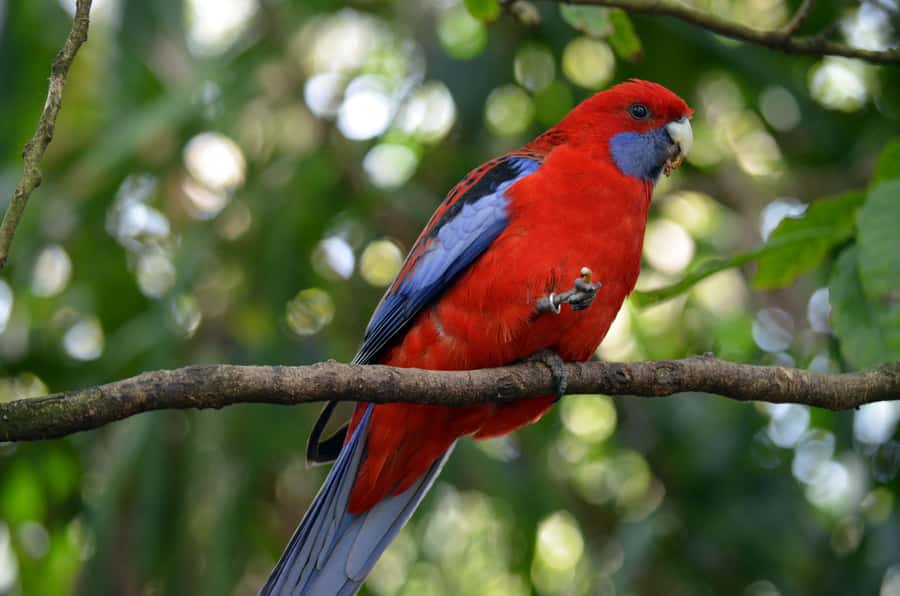 From Melbourne: Dandenong Ranges Private Day Tour - Dandenong Ranges Botanic Gardens: the Chelsea Australian Garden and native plant beauty