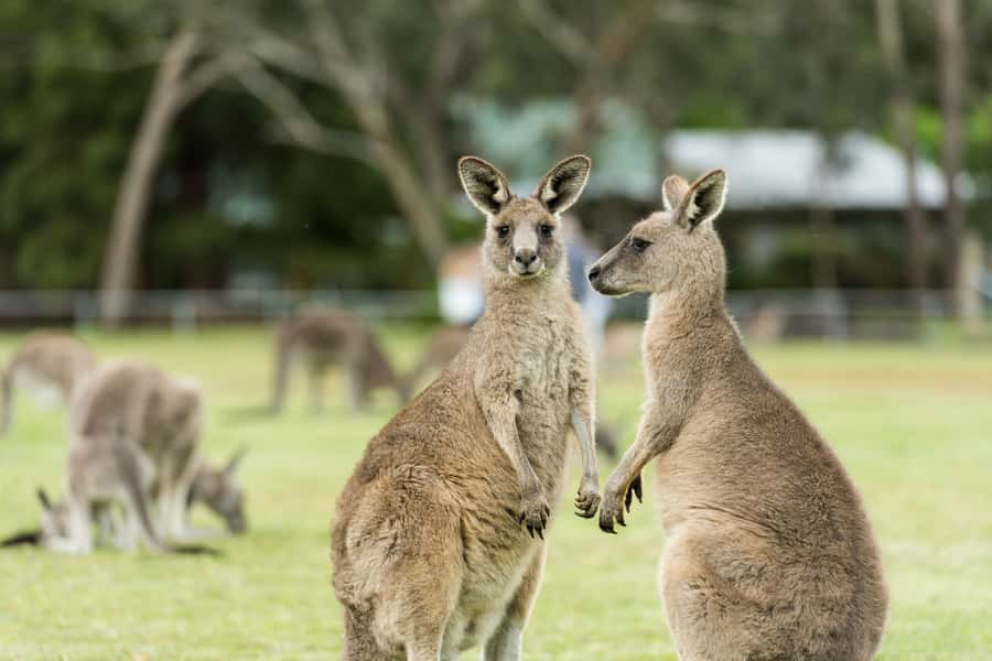 From Melbourne Grampians National Park Kangaroos Guided Tour - Getting out of Melbourne: Westgate Bridge, Ballarat history, and country-town breaks