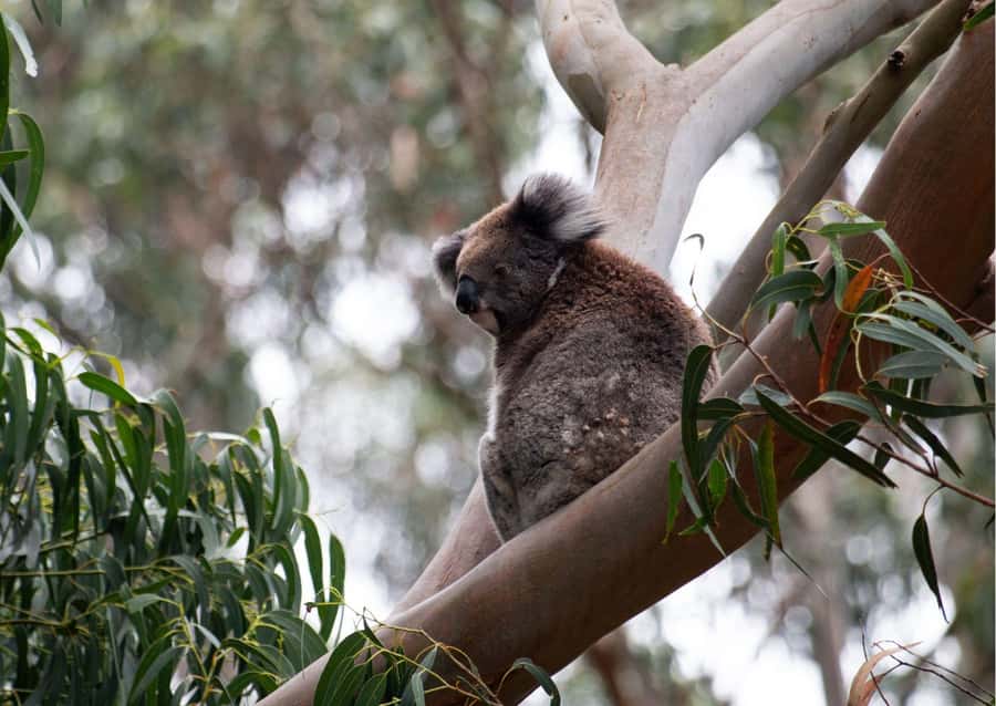From Melbourne: Great Ocean Road & 12 Apostles Full-Day Tour - Key moments that make this tour worth your time
