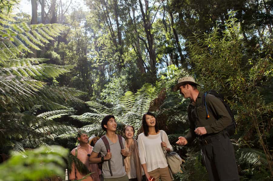 From Melbourne: Great Ocean Road, 12 Apostles & Koalas - Key highlights worth getting up for