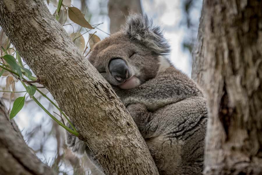 From Melbourne: Great Ocean Road, 12 Apostles & Koalas - Koalas and Kennett River: wildlife viewing done the sensible way