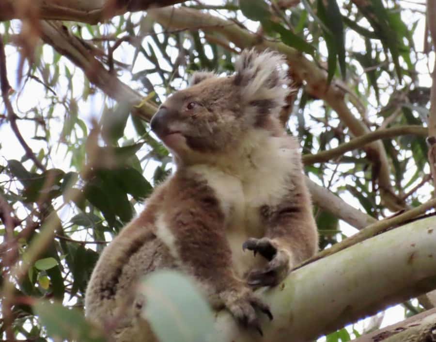 From Melbourne: Great Ocean Road Premium Tour in Reverse - Who should book this reverse Great Ocean Road tour