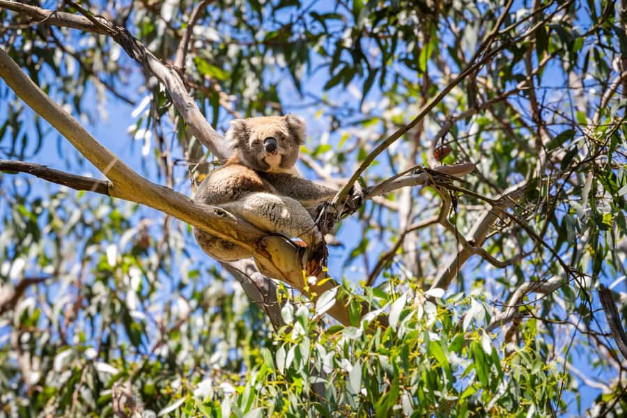 From Melbourne: Great Ocean Road Premium Tour in Reverse - Price and value: is $112 worth it for 12 hours?